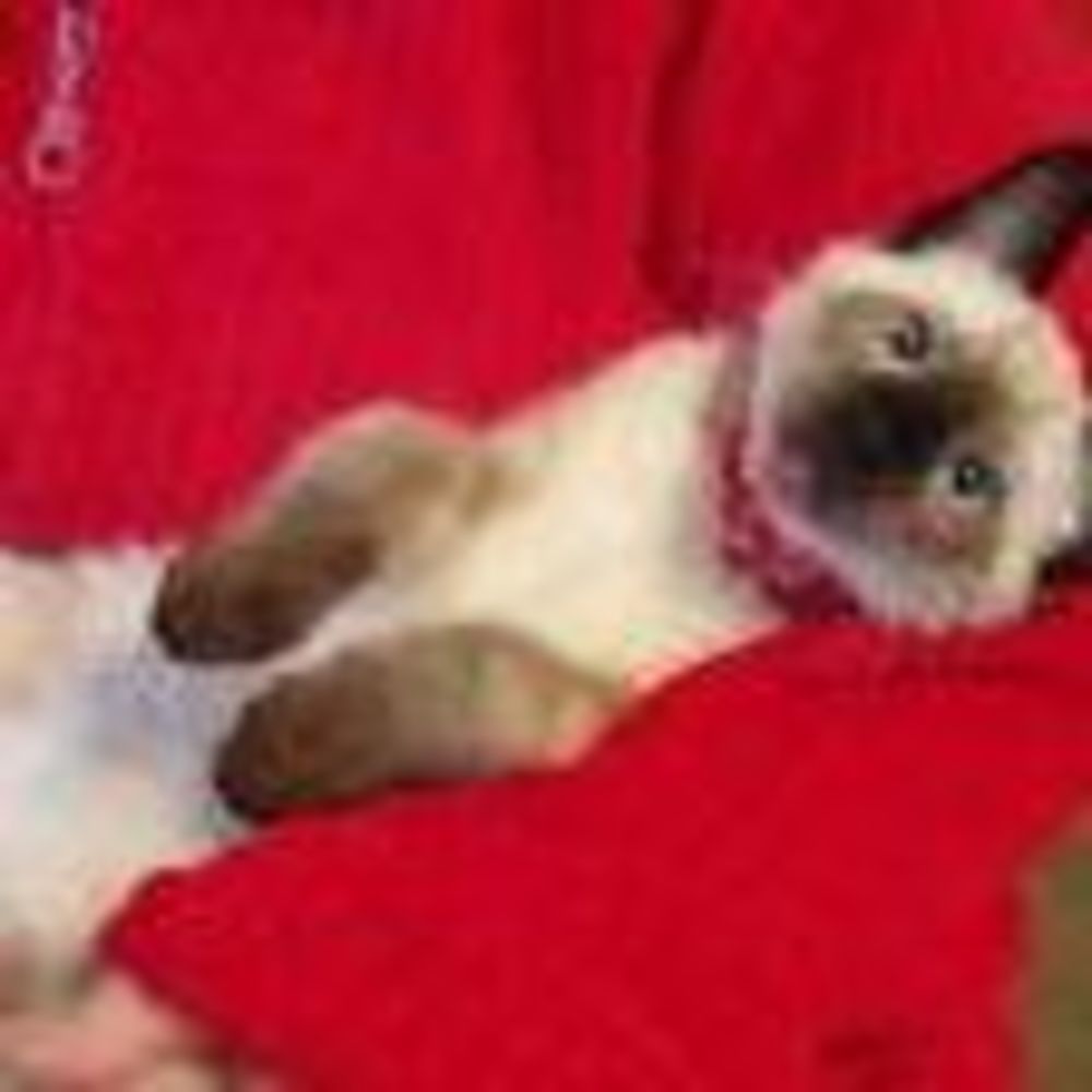 Meet your Posher, Lee